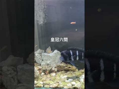 喉結長毛 六間魚混養